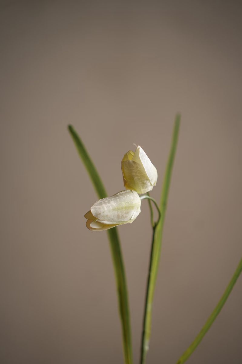 Fritillaria 50 cm, Krem