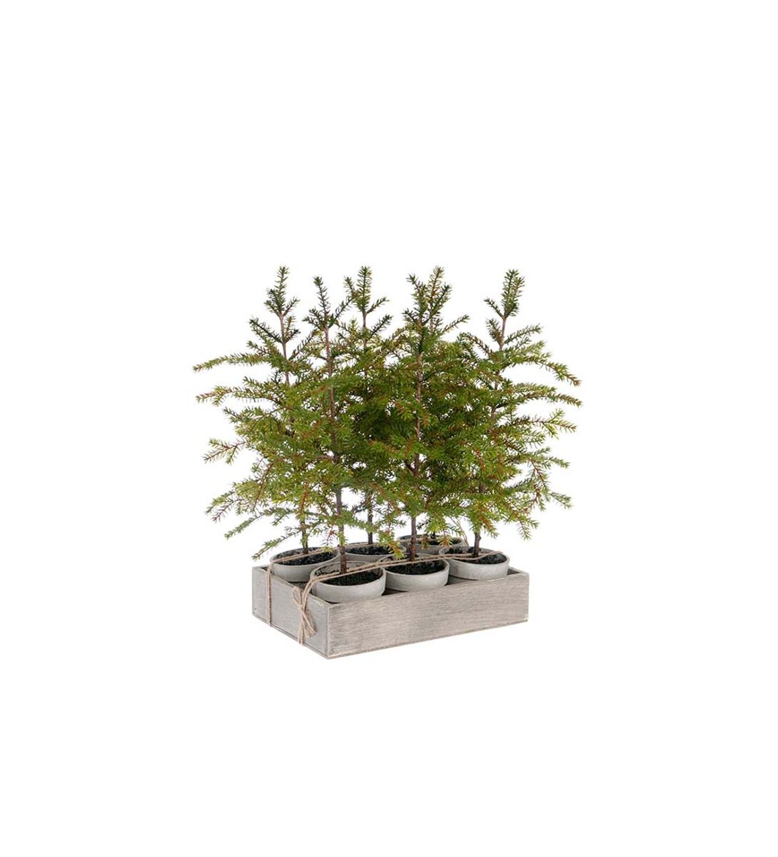 Grantre i potte - 45 cm
