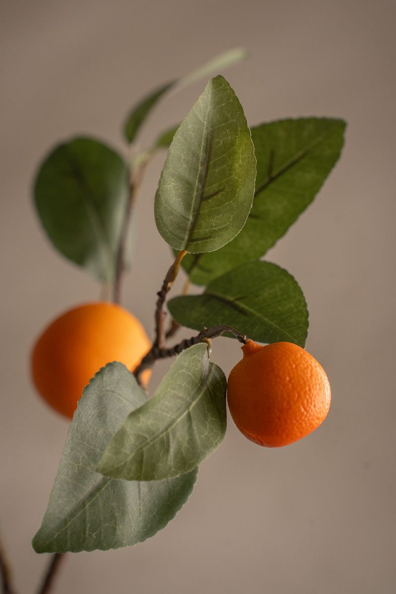 Appelsinkvist 60 cm