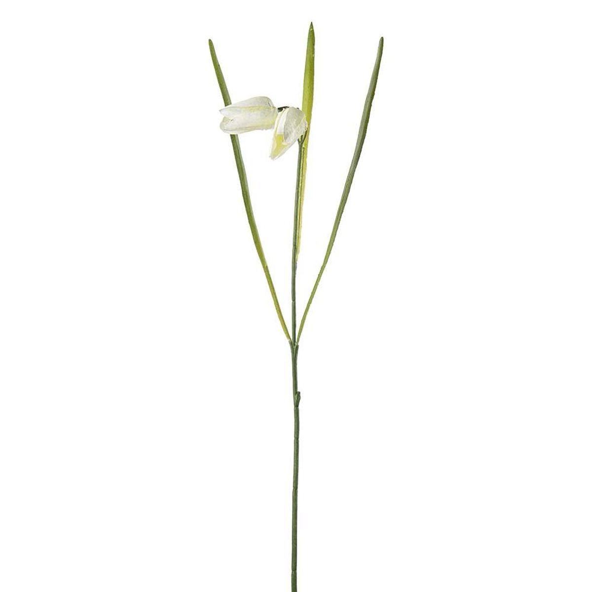 Fritillaria 50 cm, Krem