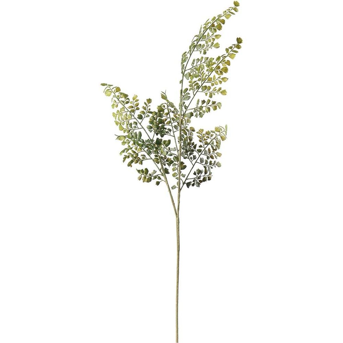 Venushårbregne 80 cm, Grønn