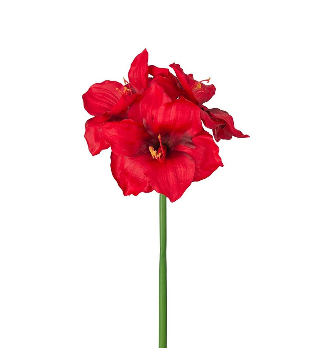 Amaryllis 65 cm , Rød