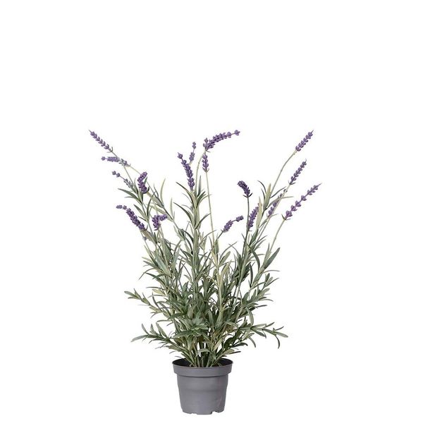 Hovedbilde Lavendel i potte - 50 cm