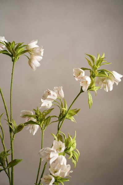 Hovedbilde Enkianthus 110 cm, Krem