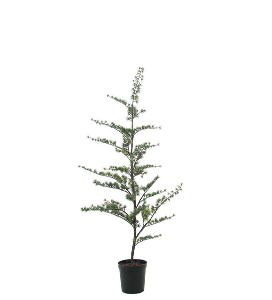 Hovedbilde Sedertre i potte - 150 cm